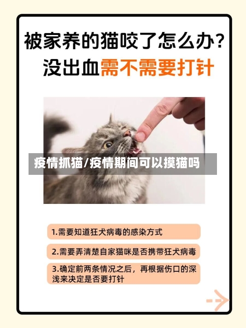 疫情抓猫/疫情期间可以摸猫吗